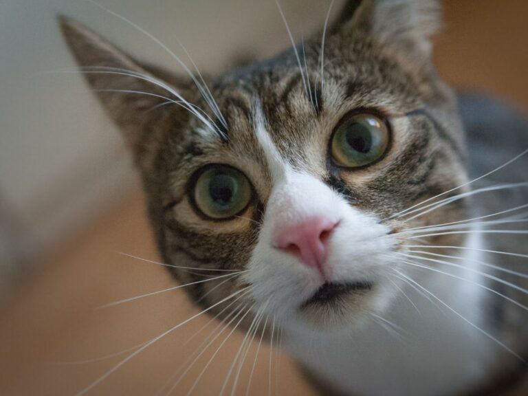 Discover The Most Different Cat Breeds Today